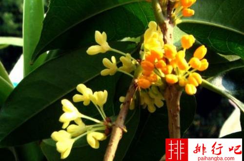 2.柳叶苏桂