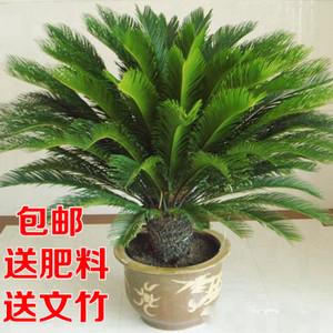 花卉铁树