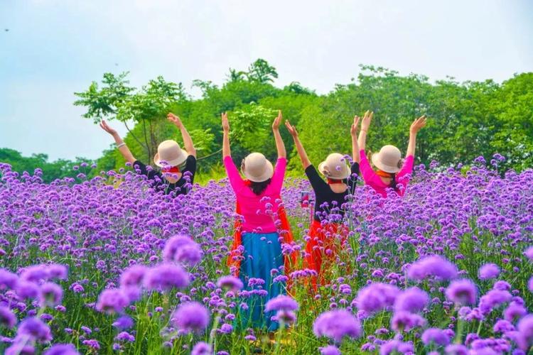 平舆蓝天芝麻小镇今年的秋天让人怦然心动,浪漫花海快