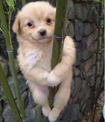 柴犬幼犬纯种日本豆柴宠物狗狗秋田幼崽