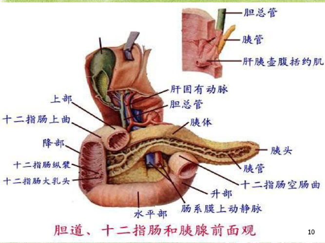 胰十二指肠切除手术护理查房ppt