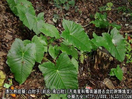 白附子图片_白附子的功效与作用