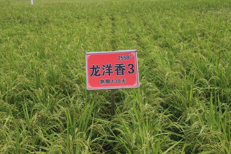 种子有限公司品种介绍 写美篇龙洋18(圆粒): 品种来源:由民乐水稻研究