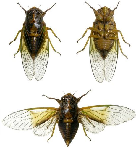 昆虫标本图 - 花开有声 - 花开有声的博客