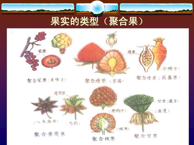 果实的结构与类型ppt
