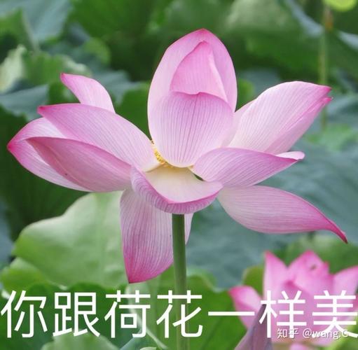 老年表情包荷花