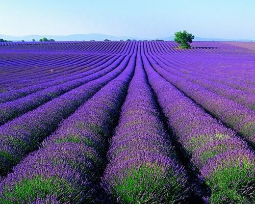 薰衣草的花语是什么薰衣草花语大全及传说