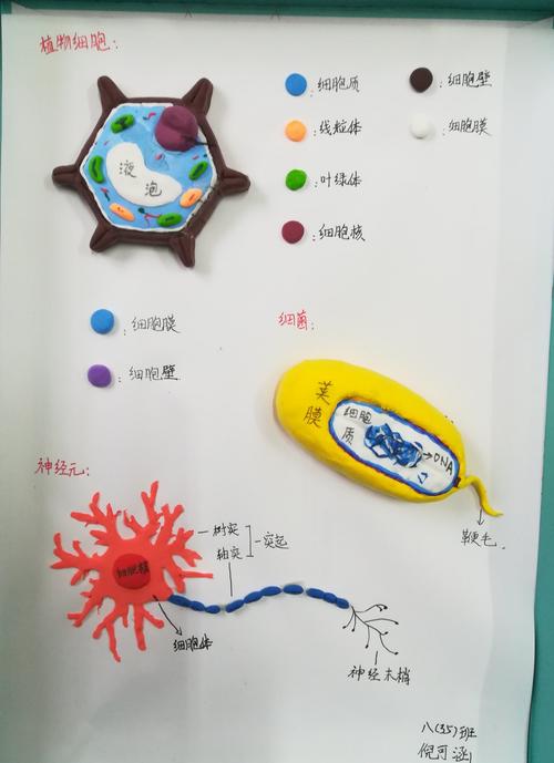 细菌,植物细胞,神经元结构模型