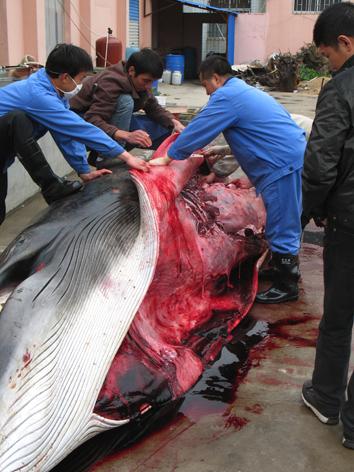 杀鲸鱼