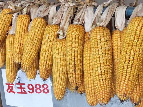 天泰种子2019年主推玉米品种.