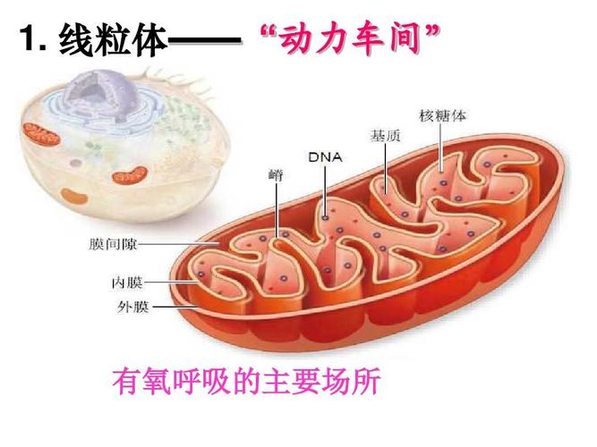 高三一轮复习第六讲细胞器与生物膜系统答案ppt