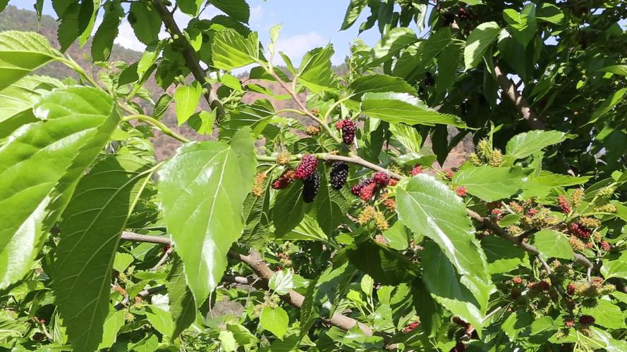 桑树枝头的桑葚