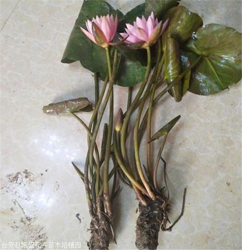 荷花苗批发睡莲苗价格优惠欢迎垂询