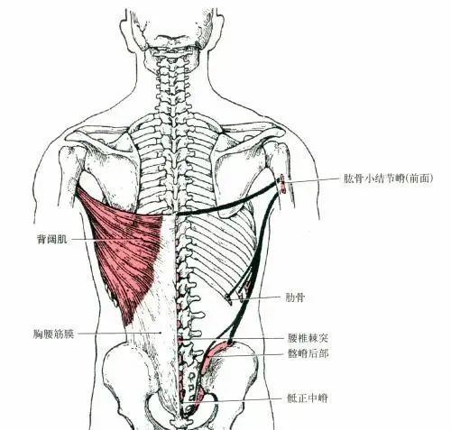 "运动康复"背阔肌如何影响呼吸?
