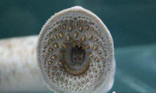 空手指莲蓬乳合集:史上最全的空手指图片(图)