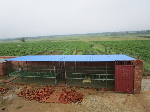 希望的田野(四十四,小鸡住进新鸡舍)