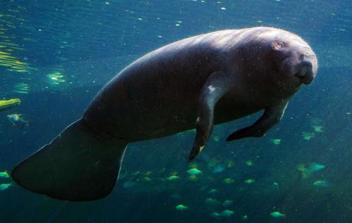 西非海牛.拍摄于珠海长隆海洋王国