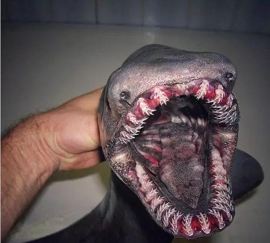 《魔兽世界》变异鱼 wow变异鱼在哪钓,钓鱼熟练要求多少?