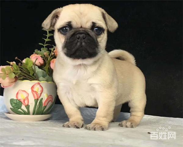 北京哪里有卖纯种双血统巴哥犬 巴哥犬多少钱