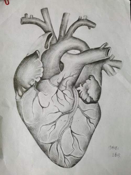 临沂卫校成功举办第一届护理助产专业解剖学绘图大赛