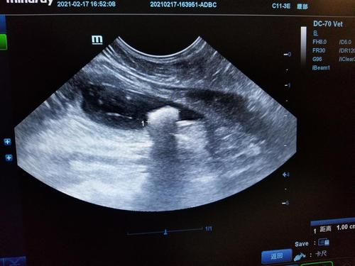 讨论已绝育母猫1cm膀胱结石4周治愈的经验分享