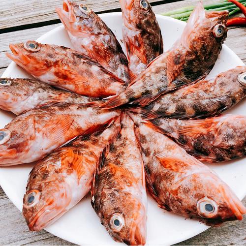 宁波石浦特产 东海海鲜天然纯野生东海渔山虎头鱼小石斑鱼狗公鱼_5折