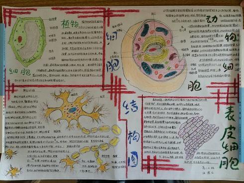 有关高一生物的手抄报 初一生物手抄报