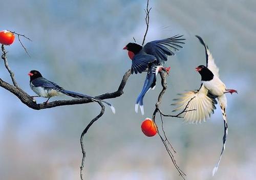 报喜鸟是什么鸟(报喜鸟是哪种鸟)