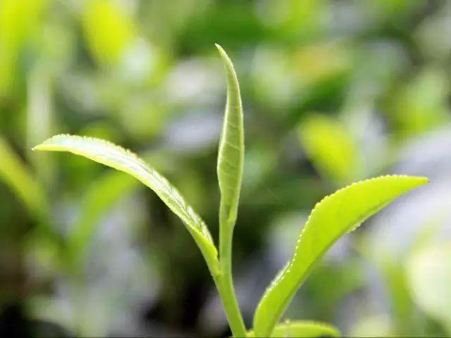 就在这一盏茶水间舒展开来十里桃林芳菲,一杯春茶滋味一杯清香的茶,品