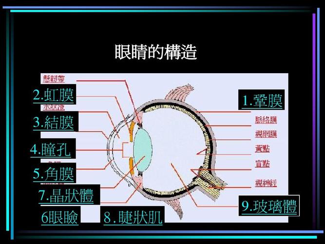 眼睛的构造ppt