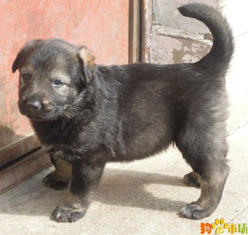 贵州出售昆明犬小狗品质三包 贵阳的昆明犬多少钱一只
