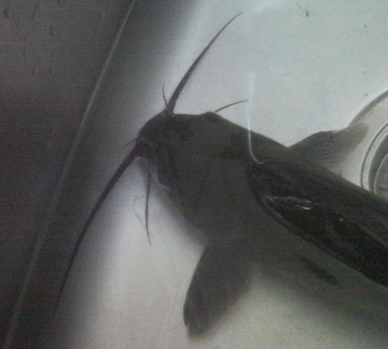 请问这是什么鱼呀,像鲶鱼但是又不是,有胡须的