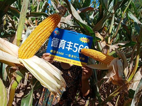 晋审玉20170025 品种名称:德育丰568 特征特性:山西省中晚熟玉米区