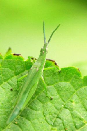 带绿色叶子的新鲜葡萄图片相关的图片