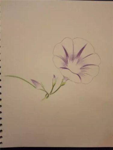 彩铅入门:牵牛花彩铅画教程