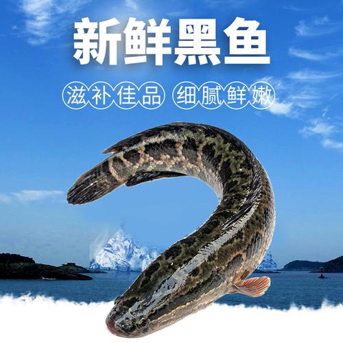 湖北野生黑鱼乌鱼新鲜月子下奶炖汤术后滋补淡水鱼类