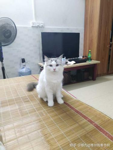 大伙有养英短串布偶的图嘛