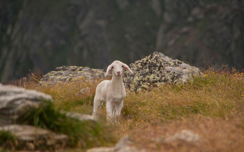可爱的羊,羊,草,山 壁纸 - 1280x800