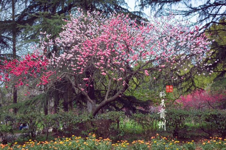 往事若如菩提 花开似水 淡看风景与生活——花溪公园.