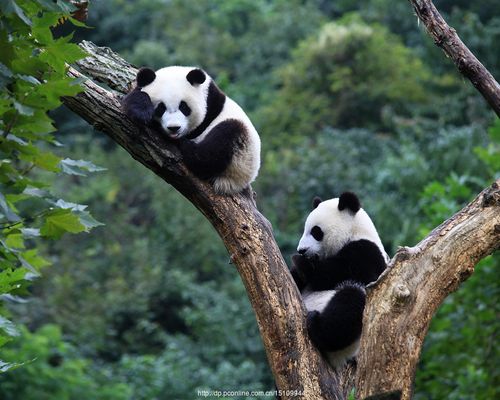 【顽皮的熊猫摄影图片】生态摄影_太平洋电脑网摄影部落