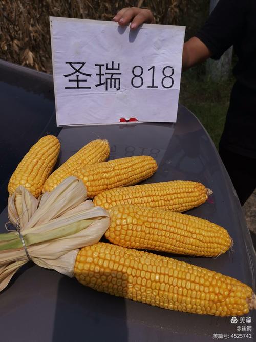 耐密穗粗 质优高产 圣瑞818重磅来袭