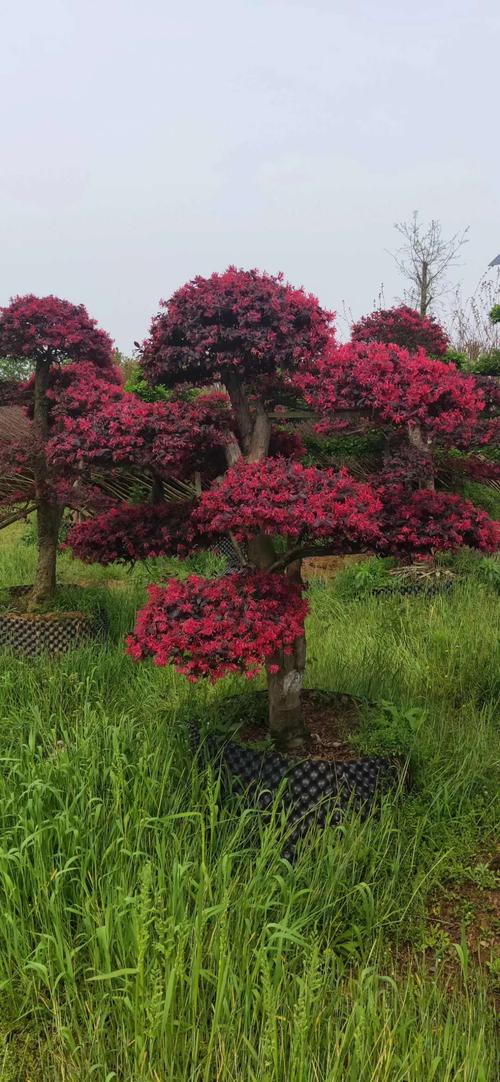 造型红桎木 红花继木造型基地 造型红檵木价格