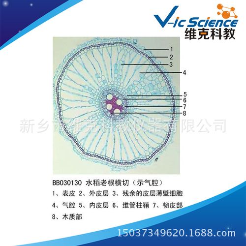水稻老根横切(示气腔) 生物切片 植物类装片 根及根的变态