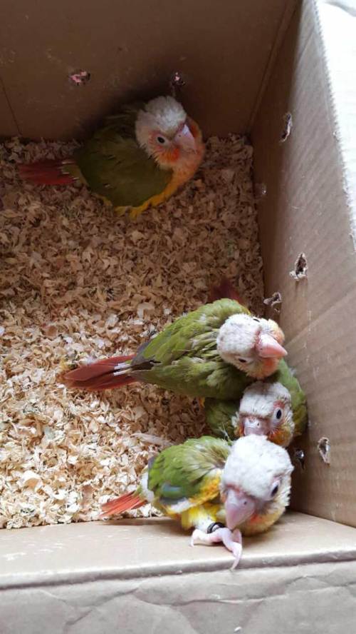 凤梨小太阳鹦鹉