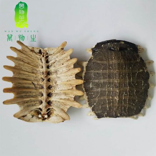 广东 鳖甲 王八壳 制鳖甲