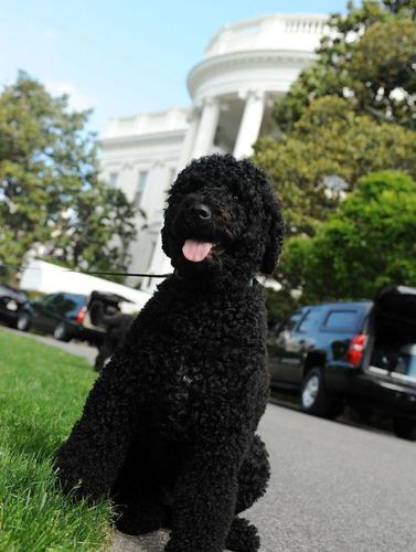 原创奥巴马养的葡萄牙水犬曾助其赢得连任,福犬?