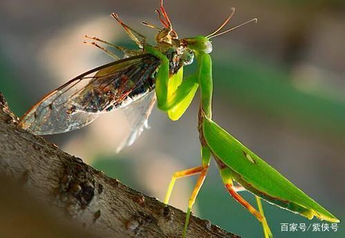 螳螂被动什么梗