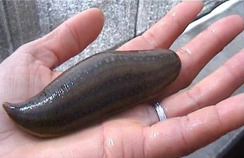 蚂蟥,种水稻的朋友应该经常碰到,吸血,还能钻到肉里,小时候很害怕