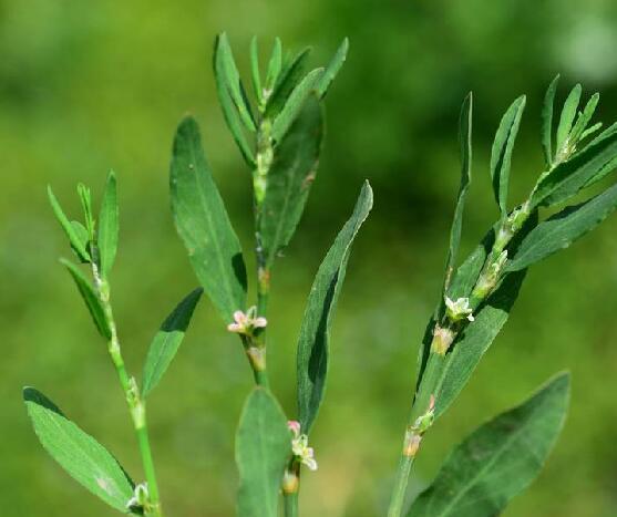 扁蓄(学名:polygonum aviculare l.)是蓼科蓼属植物.一年生草本.