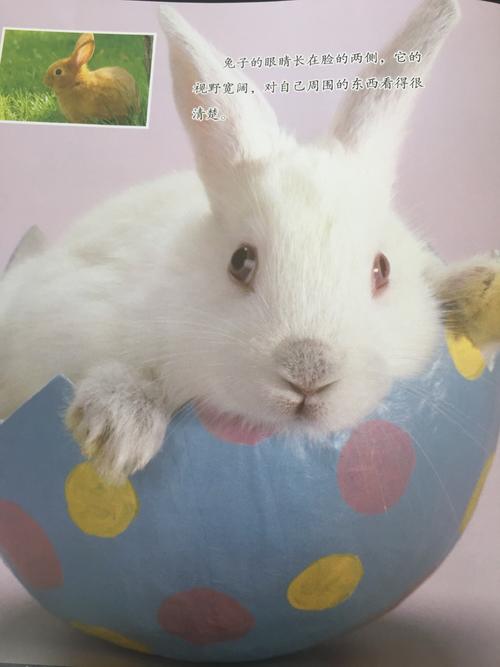 介绍兔子眼睛的特点